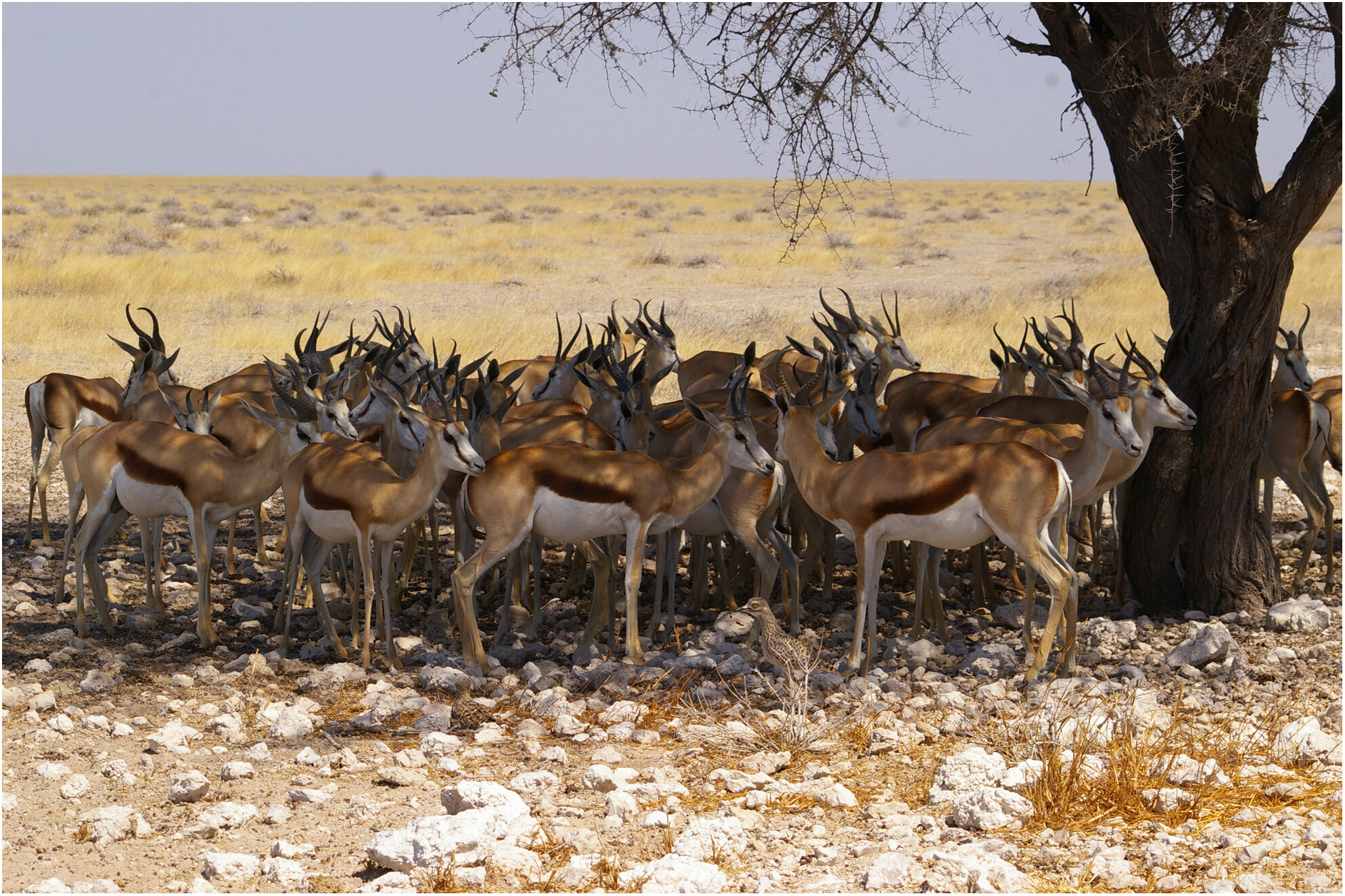 African dryland antelope trade-off behaviours in response to heat extremes