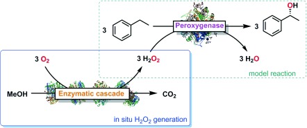 Peroxygenase-Catalyzed Oxyfunctionalization Reactions Promoted by the Complete Oxidation of Methanol