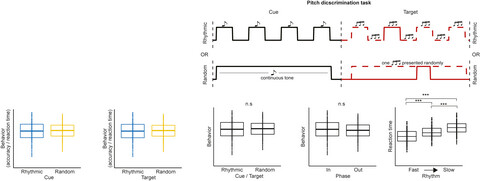 No behavioural evidence for rhythmic facilitation of perceptual discrimination