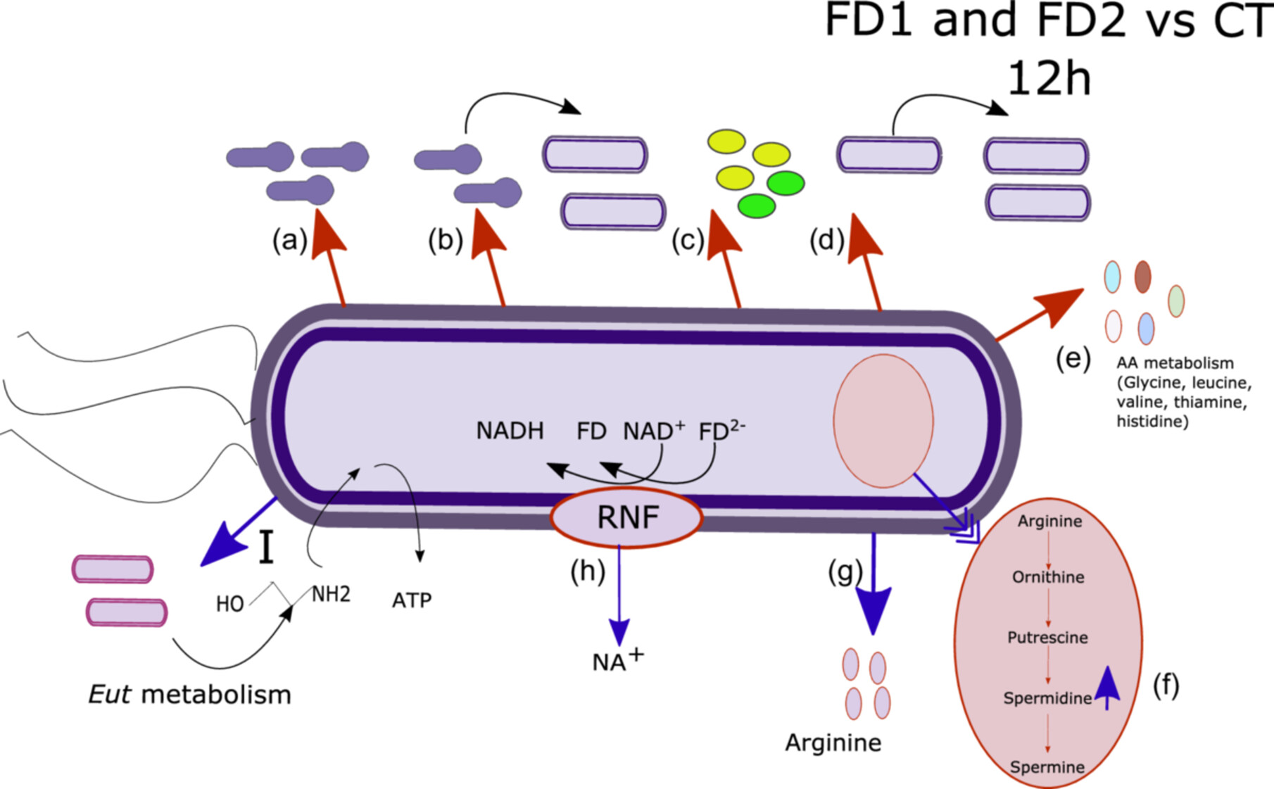 Influence of microbiota on the growth and gene expression of Clostridioides difficile in an in vitro coculture model