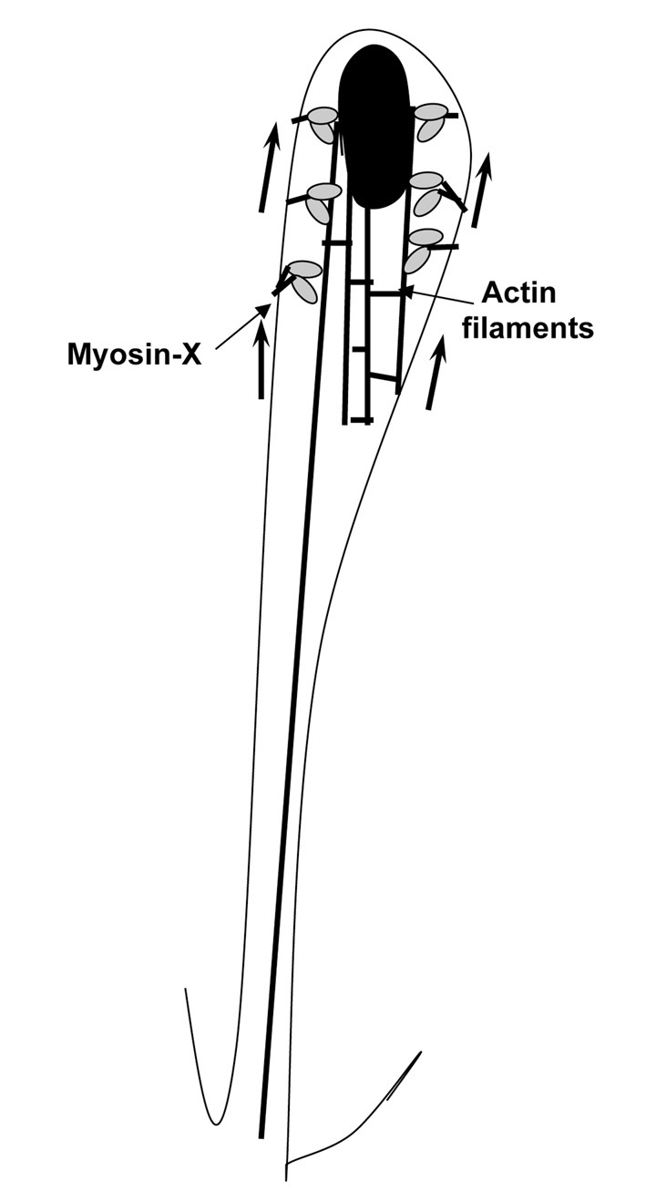 Myosin-X facilitates Shigella-induced membrane protrusions and cell-to-cell spread