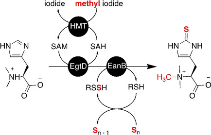 In Vitro Production of Ergothioneine Isotopologues