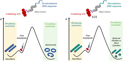 Complex Donuts: Small Variations in DNA Sequence Dictate Pathway Complexity in DNA Nanotoroids