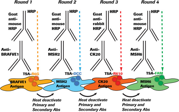 Fluorescent multiplexing of 3D spheroids: Analysis of biomarkers using automated immunohistochemistry staining platform and multispectral imaging