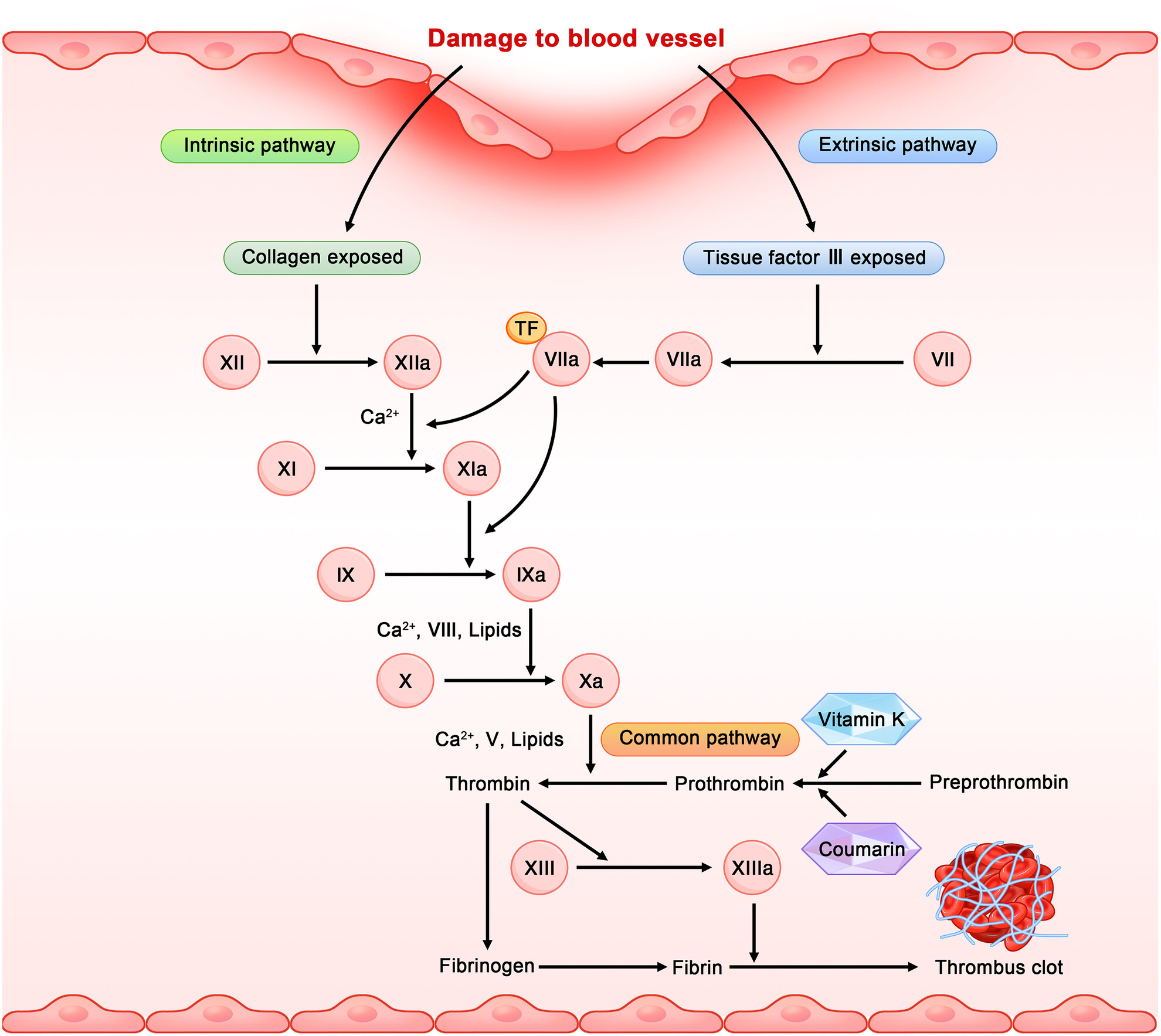 Research progress on the fibrinolytic enzymes produced from traditional fermented foods