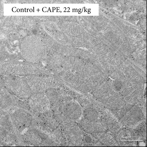 Details are in the caption following the image Details are in the caption following the image