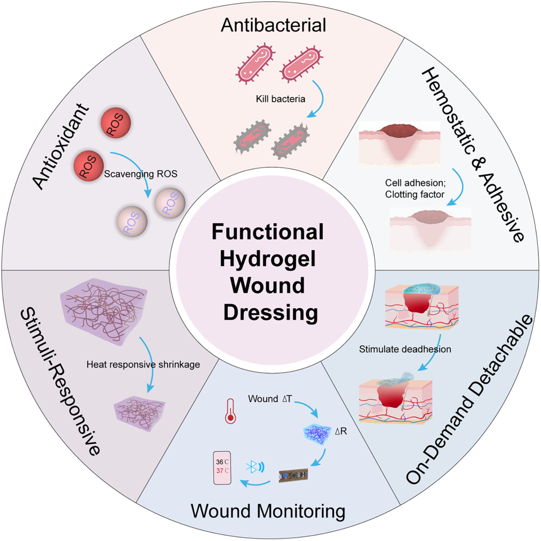 Recent advances in the application of functional hydrogels in skin wound healing