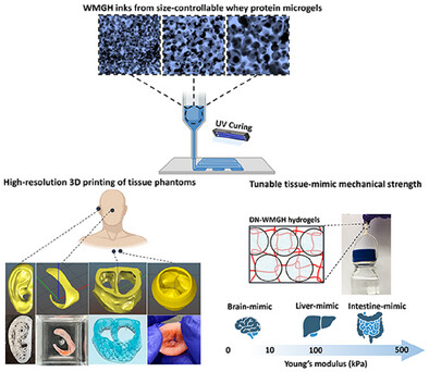 High-Resolution 3D Printing of Stretchable Granular Hydrogel Filaments for Fabricating Robust and Durable Tissue Phantoms with Tunable Mechanical Strength