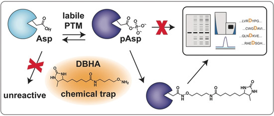 Chemoproteomic Profiling of Phosphoaspartate Modifications in Prokaryotes