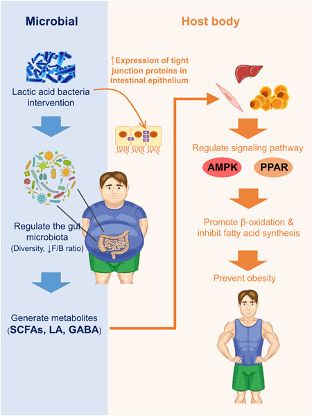 Advances in the role and mechanism of lactic acid bacteria in treating obesity