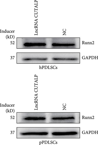 Details are in the caption following the image