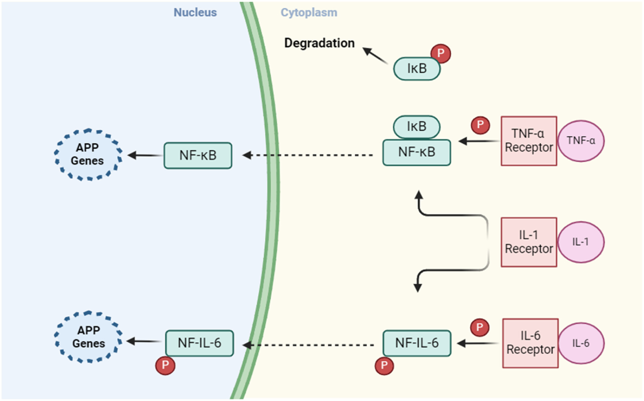 Unraveling the Serum Protein Landscape in Celiac Disease: Current Evidence and Future Directions