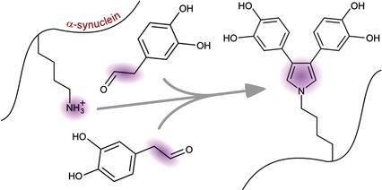 Toxic Dopamine Metabolite DOPAL Forms an Unexpected Dicatechol Pyrrole Adduct with Lysines of α-Synuclein