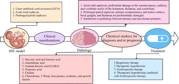 Research progress of neonatal hypoxic-ischemic encephalopathy in nonhuman primate models