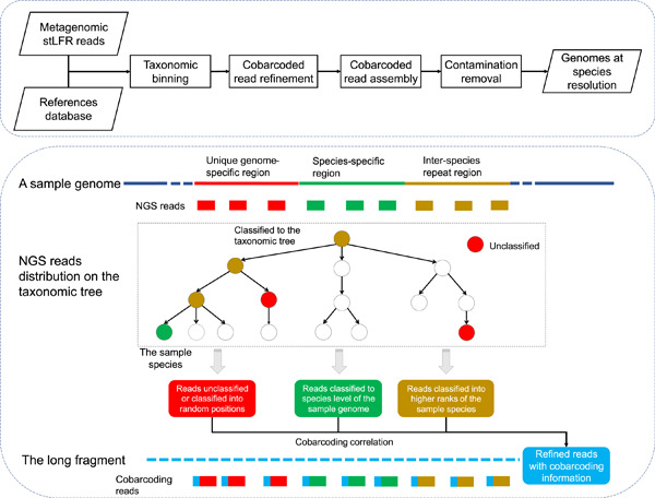MetaTrass: A high-quality metagenome assembler of the human gut microbiome by cobarcoding sequencing reads