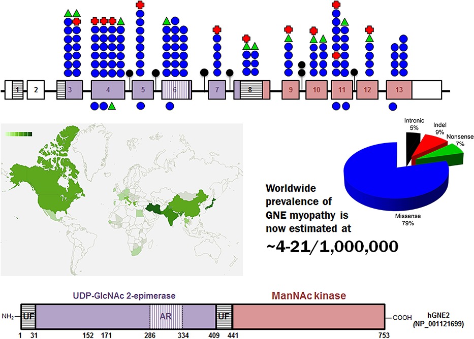 Mutation Update for GNE Gene Variants Associated with GNE Myopathy