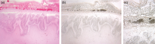Details are in the caption following the image Details are in the caption following the image