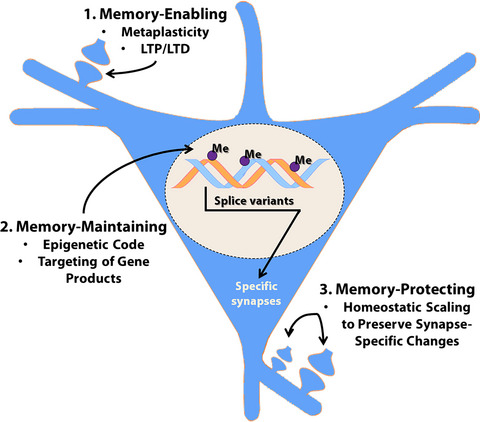 Dynamic DNA methylation controls glutamate receptor trafficking and synaptic scaling