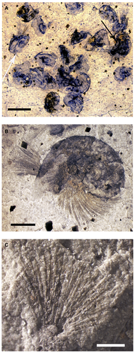 Details are in the caption following the image Details are in the caption following the image