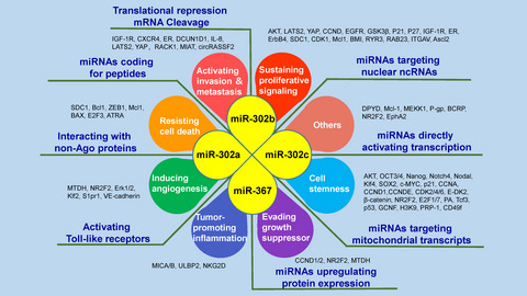 Application of the microRNA-302/367 cluster in cancer therapy