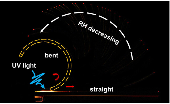 Hybrid Elastic Organic Crystals that Respond to Aerial Humidity