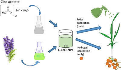 Green Nanotechnology for Crop Enhancement: The Role of ZnO Nanoparticles Synthesized With Lavender Extract