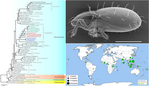 Leaving the tropics: The successful colonization of cold temperate regions by Dolicheremaeus dorni (Acari, Oribatida)