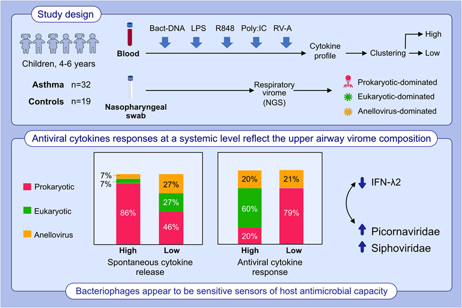 Respiratory virome profiles reflect antiviral immune responses