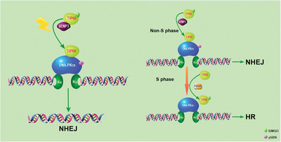 SENP3-mediated TIP60 deSUMOylation is required for DNA-PKcs activity and DNA damage repair