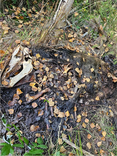 Details are in the caption following the image