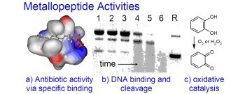 Metallopeptides — from Drug Discovery to Catalysis