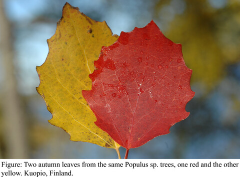The phenomenon of red and yellow autumn leaves: Hypotheses, agreements and disagreements