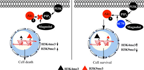 Magnolol induces cell death through PI3K/Akt-mediated epigenetic modifications boosting treatment of BRAF- and NRAS-mutant melanoma