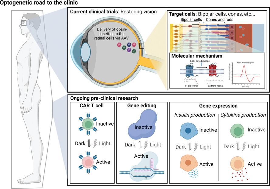 The clinical potential of optogenetic interrogation of pathogenesis