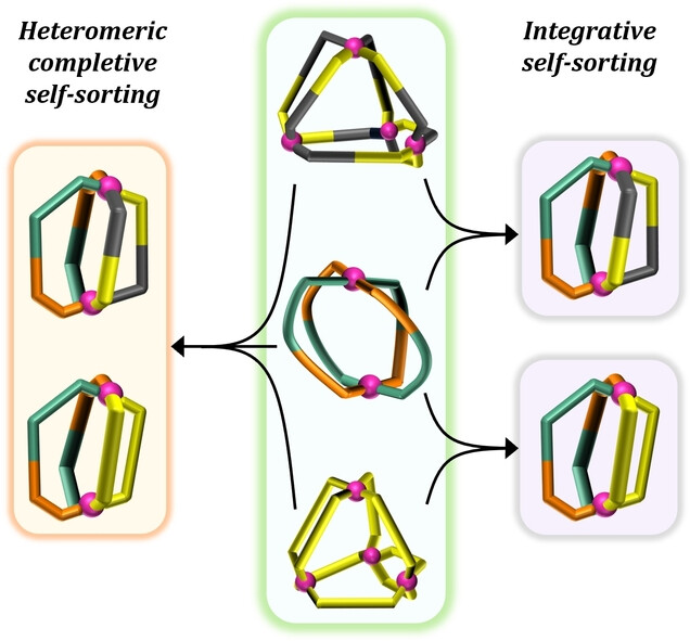 Highly Anisotropic Pd2Lab2Lcc2 and Pd2Lab2Lcd2 Type Cages by Heteromeric Completive Self-Sorting
