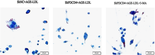 Details are in the caption following the image Details are in the caption following the image