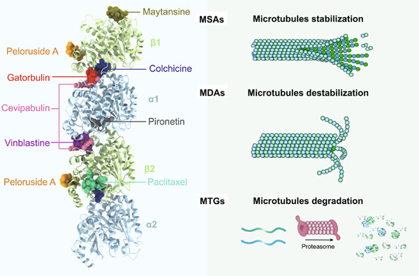 Microtubule-targeting agents for cancer treatment: Seven binding sites and three strategies