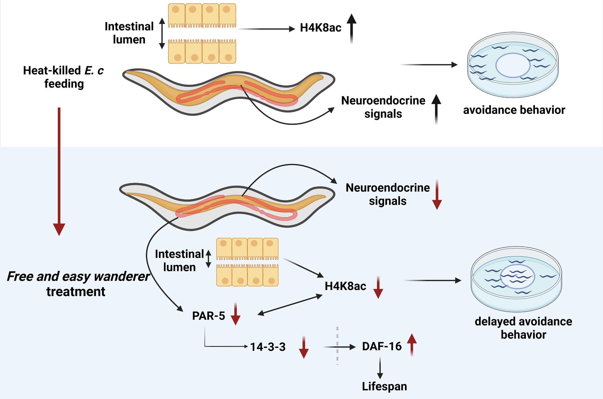 Free and Easy Wanderer Ameliorates Intestinal Bloating-Dependent Avoidance Behavior of Caenorhabditis elegans Through Gut-Germline-Neural Signaling