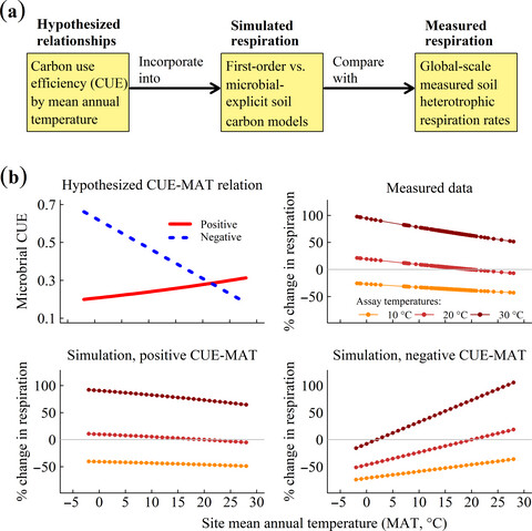 Increasing microbial carbon use efficiency with warming predicts soil heterotrophic respiration globally