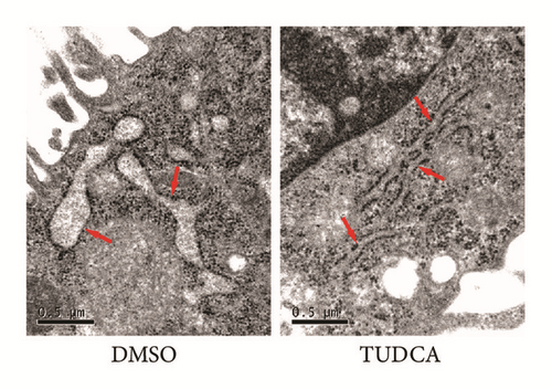 Details are in the caption following the image