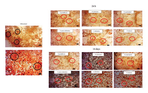 Details are in the caption following the image Details are in the caption following the image