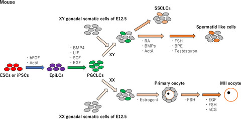 Generation of germ cells from pluripotent stem cells in mammals