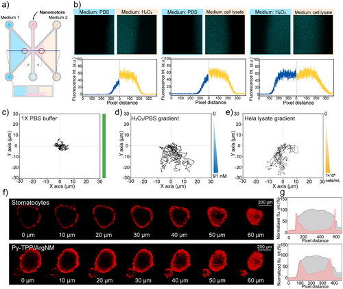 Details are in the caption following the image Details are in the caption following the image