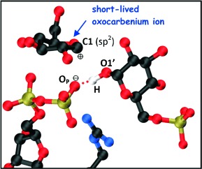 The Molecular Mechanism of Enzymatic Glycosyl Transfer with Retention of Configuration: Evidence for a Short-Lived Oxocarbenium-Like Species