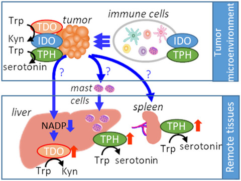 Induction of tryptophan hydroxylase in the liver of s.c. tumor model of prostate cancer