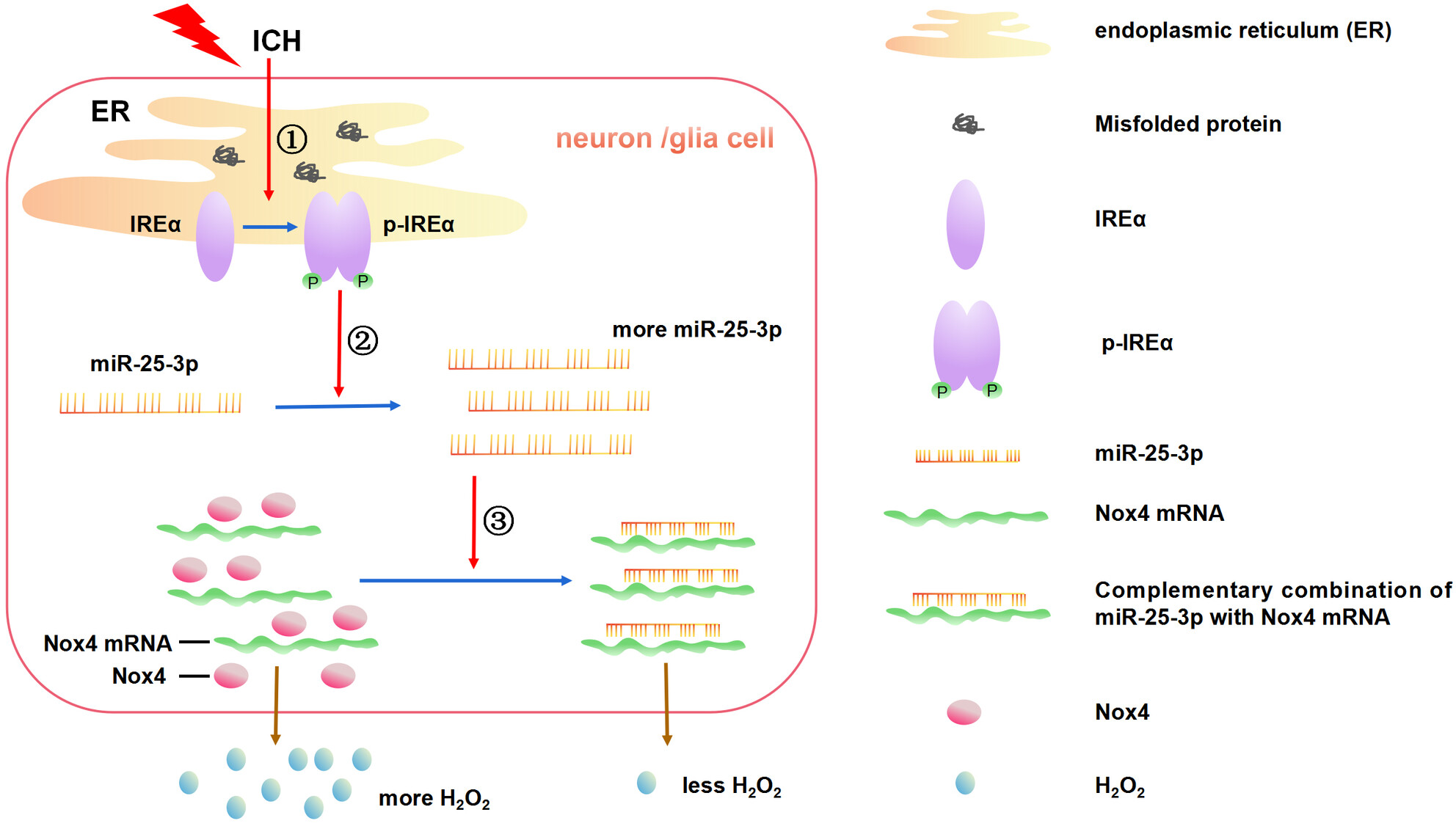The phosphokinase activity of IRE1ɑ prevents the oxidative stress injury through miR-25/Nox4 pathway after ICH