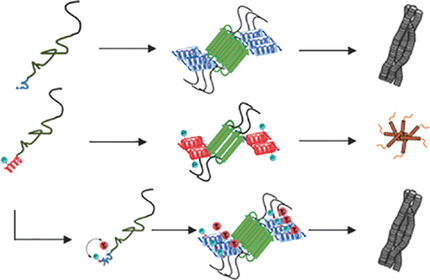 Mutant Exon1 Huntingtin Aggregation is Regulated by T3 Phosphorylation-Induced Structural Changes and Crosstalk between T3 Phosphorylation and Acetylation at K6