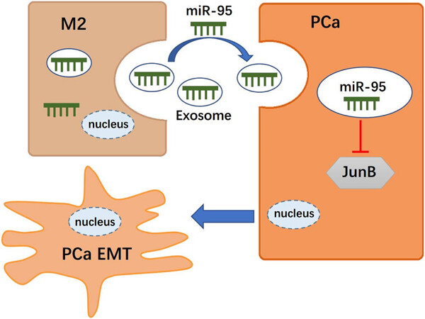 Tumor-associated macrophages promote prostate cancer progression via exosome-mediated miR-95 transfer