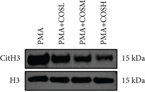 Details are in the caption following the image