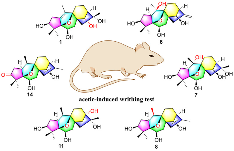 Epoxymicranthols A—N, 5,9-Epoxygrayanane Diterpenoids as Potent Analgesics from Rhododendron micranthum